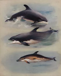 Delfín de Pico Blanco, Delfín Nariz de Botella, Delfín Común